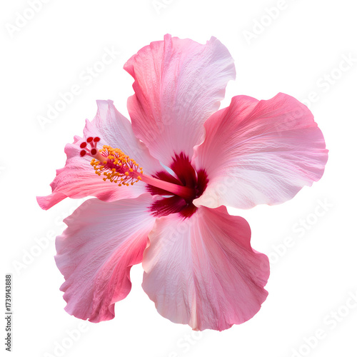 Single Pink Hibiscus Flower with Stamen Isolated on a Transparent Background.