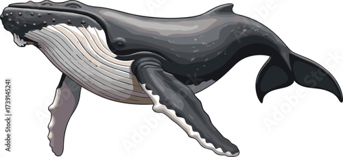 Humpback whale illustration, marine mammal side view, ocean wildlife anatomy, aquatic animal drawing, realistic whale sketch,