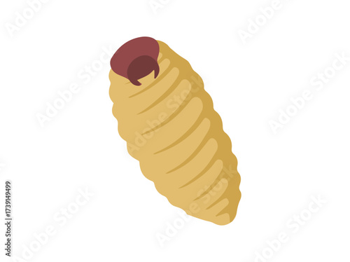 Maggot bsf Illustration