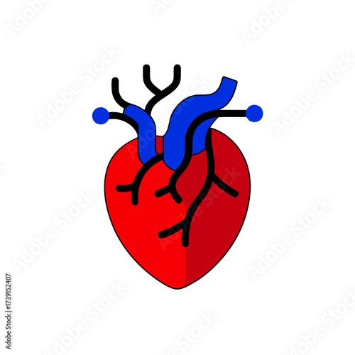 Illustration of a stylized human heart on transparent background
