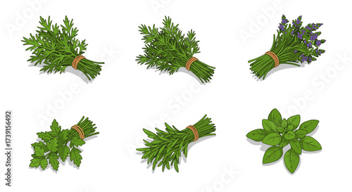Herb bundles collection: parsley, rosemary, lavender, and basil on white background