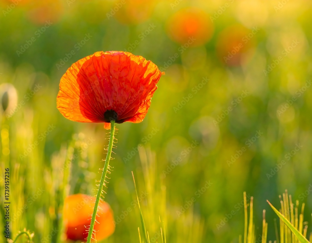 Naklejka premium Vibrant poppy in a field at sunset