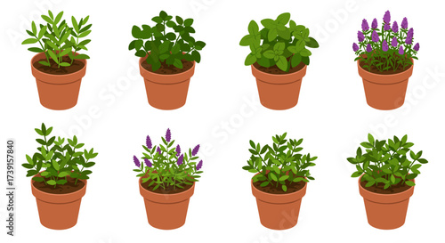 Set of lush potted herbs with greenery and blossoms in terra cotta pots