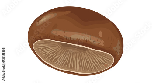 Realistic mushroom cap on white background