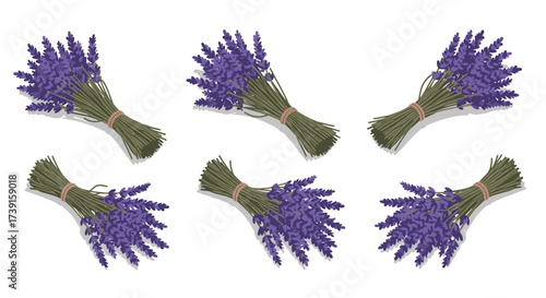 Realistic lavender bunches on white background with shadow effect