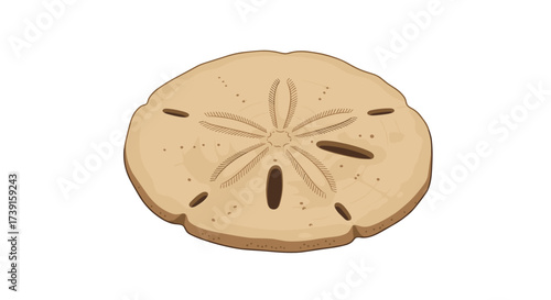 Realistic sand dollar on white background close-up