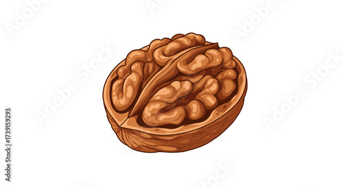 Detailed drawing of a walnut in half with shell on white background