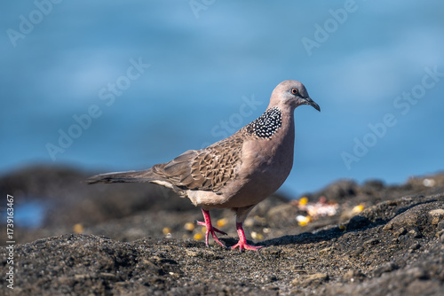 Bird on the beach of Canggo in Bali