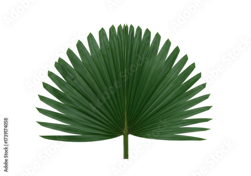 Isolated Single evergreen palm frond from tree with a palmate shape on a clean setting