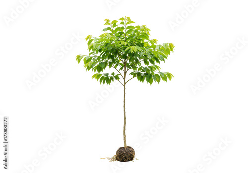 Isolated young tree with roots ready to be planted in the garden landscape nursery stock