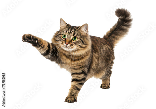 Isolated fluffy tabby cat playing, with paw extended, showing claws and beautiful fur