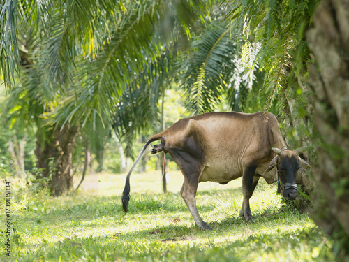 Cows will give birth naturally in oil palm plantations.