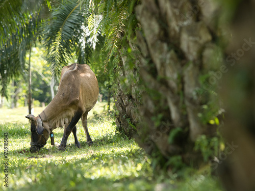 Cows will give birth naturally in oil palm plantations.