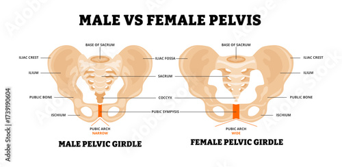 Male vs Female pelvis structure diagram. Healthcare poster design. Anatomy of human pelvic bone. Main difference with girdle,sacrum, coccyx, symphysis, ischium, ilium, iliac,pubic arch narrow and wide