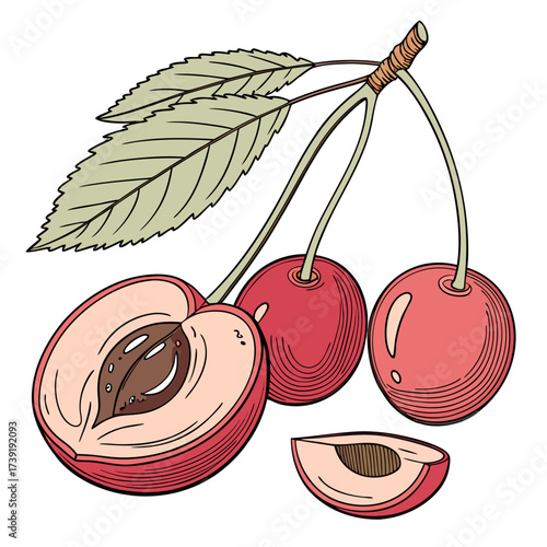  mayhaw on white background 