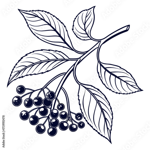 black and white maqui