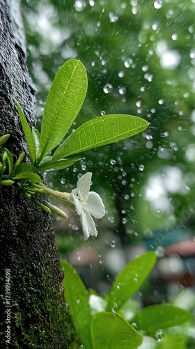 A delicate white flower, bathed in the soft rain, rests against a textured tree trunk, showcasing lush green foliage in a vibrant outdoor scene.