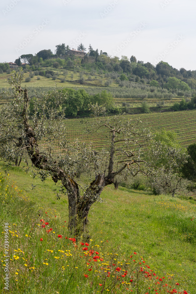 Fototapeta premium Ancient olive tree with poppies and vineyards