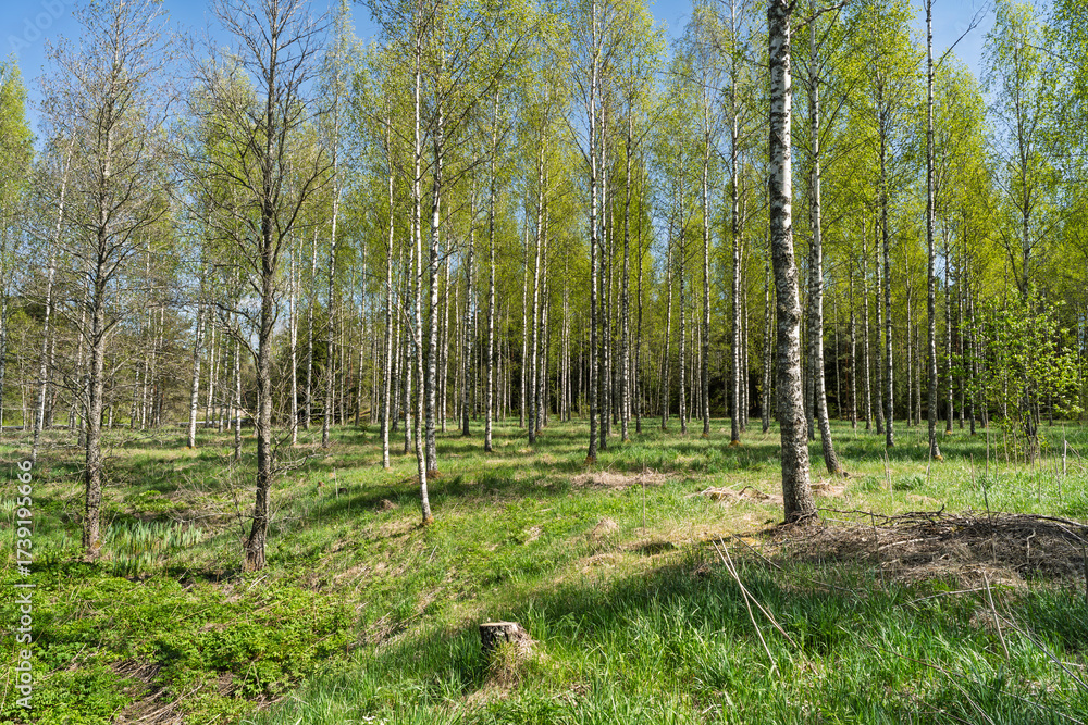 Obraz premium Sunny Nordic birch forest in spring. Fresh green grass and new leaves under a bright blue sky bring a feeling of renewal, tranquility and pure nature.