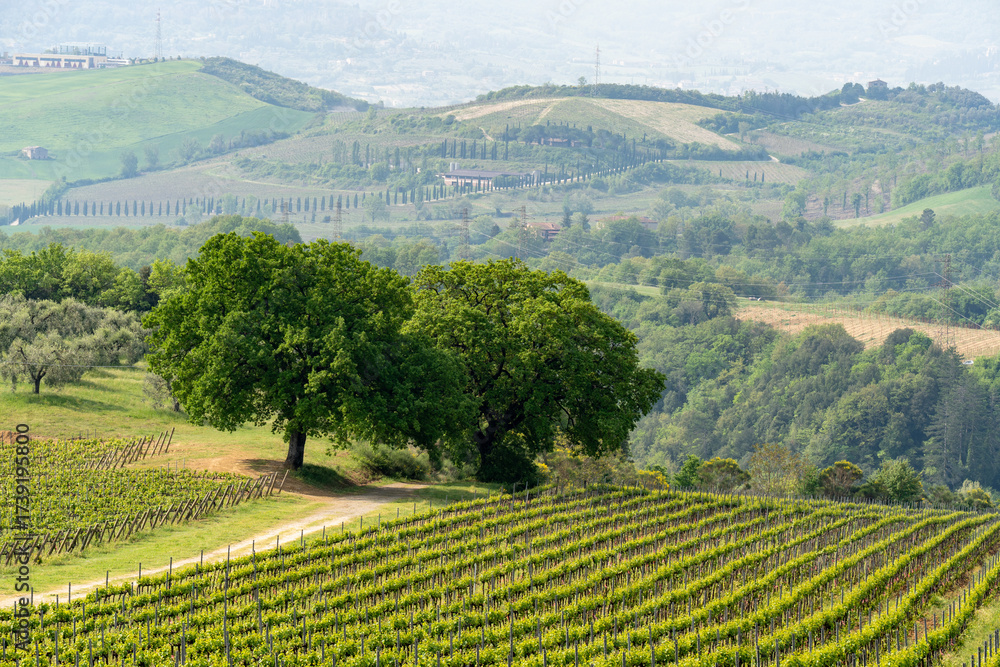 Fototapeta premium Rolling hills and vineyards under a hazy sky