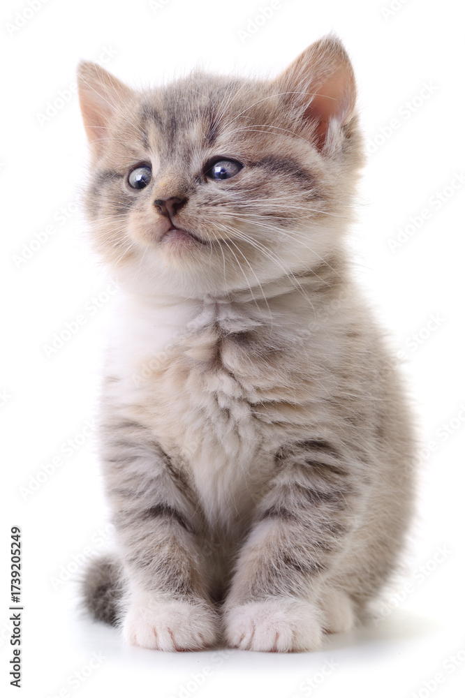 Obraz premium Fluffy gray tabby kitten isolated on white background