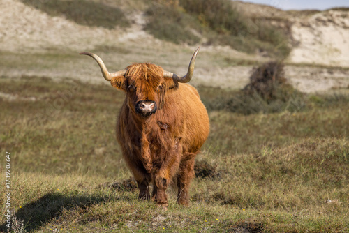 Highland cow or Highlander in a nature setting at the dunes of the Netherlands