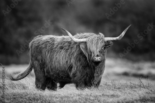 Highland cow or Highlander in a nature setting at the dunes of the Netherlands