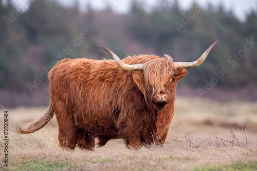 Highland cow or Highlander in a nature setting at the dunes of the Netherlands