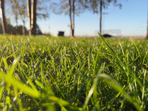 Green grass in the park on a sunny day. Close-up.