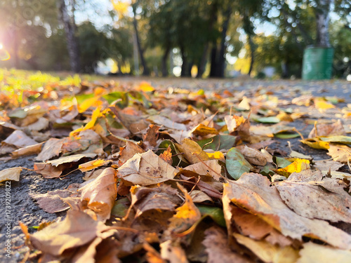 Autumn leaves on the ground in the city park. Selective focus.