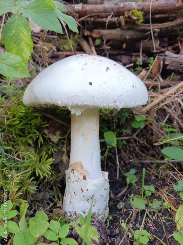 Eier-Wulstling in situ, großer, weißer Pilz, selten, Amanita ovoidea