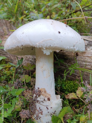 Eier-Wulstling in situ, großer, weißer Pilz, selten, Amanita ovoidea