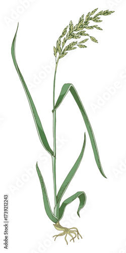 Forage grass for pasture and hay vector set
