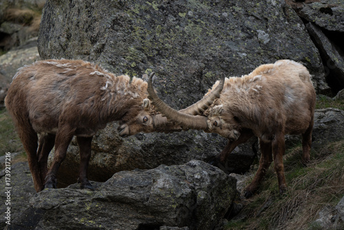 Two males of Ibex fighting for female and territory. Alpine ibex (capra Ibex) is also known as the steinbock is a European species of goat that lives in the Alps. Gran Paradiso National park, Italy