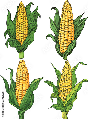 cartoon-style clip art of an ear of corn with green leaves on a white background