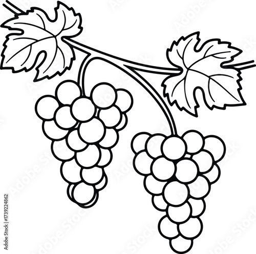 Vector silhouette grapes with leaves outline symbol illustration