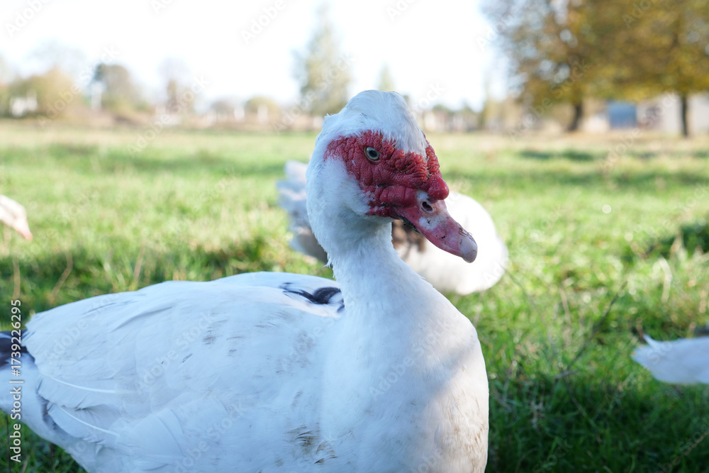 Obraz premium Domestic ducks on the farm. Care and breeding of ducks.