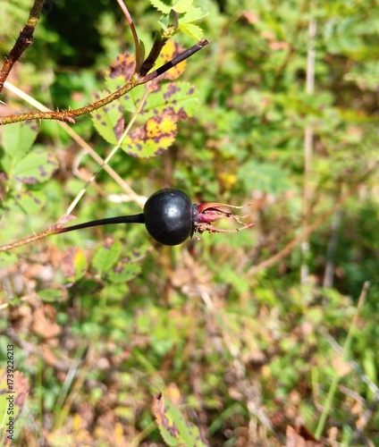 Rosa spinosissima, Bibernell-Rose, schwarze Frucht, Hagebutte, im Herbst