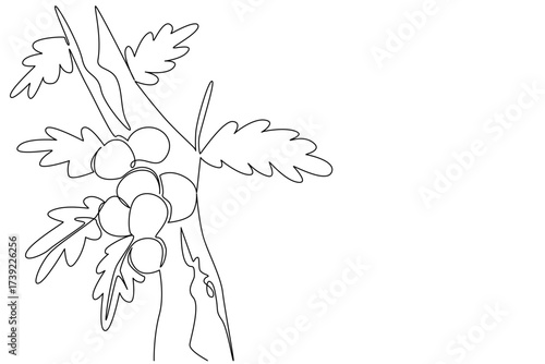 Single one line drawing some oak apples clinging to the tree branches with their leaves. Like parasites or mistletoe on plants. Biology. Oak Apple Day. Continuous line design graphic illustration