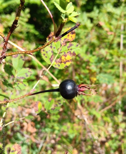 Rosa spinosissima, Bibernell-Rose, schwarze Frucht, Hagebutte, im Herbst