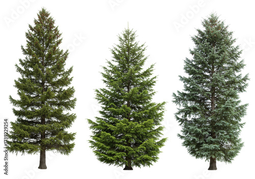 Isolated Christmas trees in a row, evergreen spruce fir trees, coniferous plants for decoration