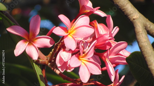 pink frangipani flowers