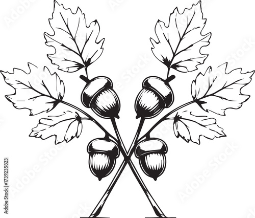 Elegant Acorn Illustration: A refined monochrome illustration showcases intersecting branches adorned with detailed oak leaves and acorns, exuding a timeless and natural aesthetic.