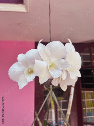 White Orchid flower in the garden