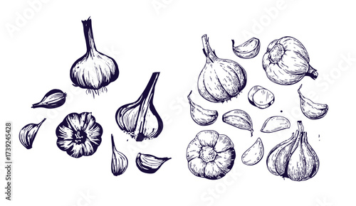 Hand drawn garlic bulb and vegetable slices