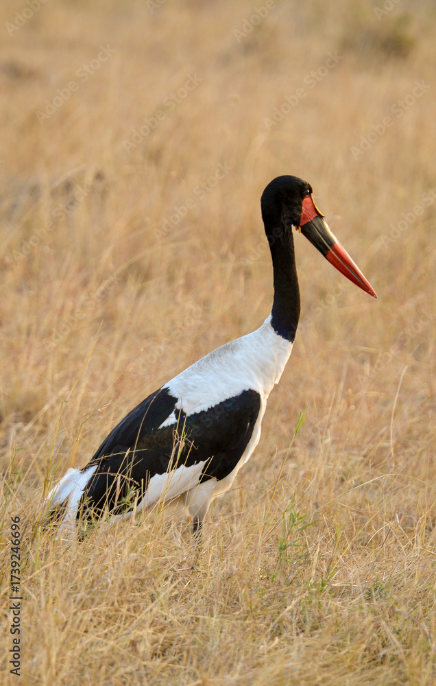 Naklejka premium Jabiru d'Afrique, Ephippiorhynchus segalensis, Saddle billed Stork, Afrique