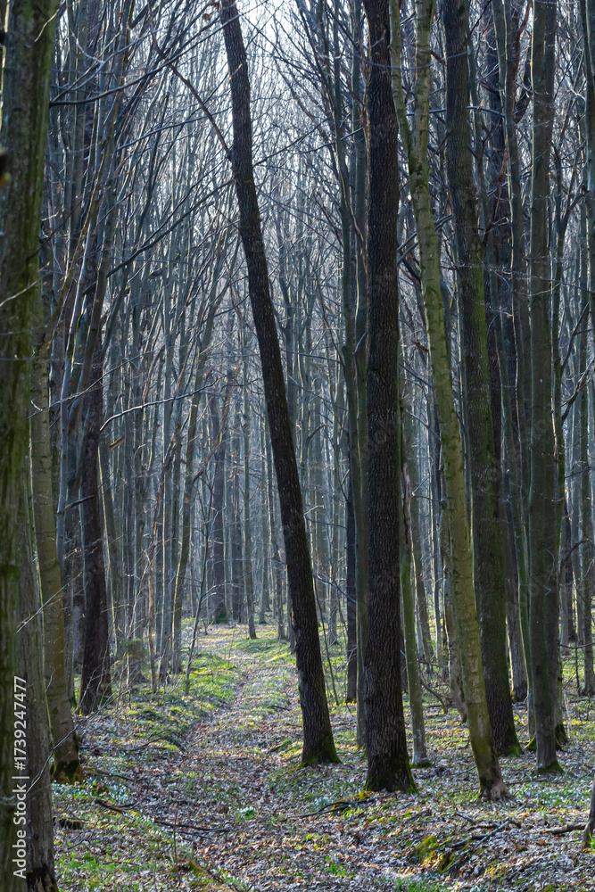 Fototapeta premium Dense forest path winding through tall, bare trees in early spring with soft sunlight filtering through branches