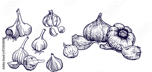 Hand drawn garlic bulb and vegetable slices