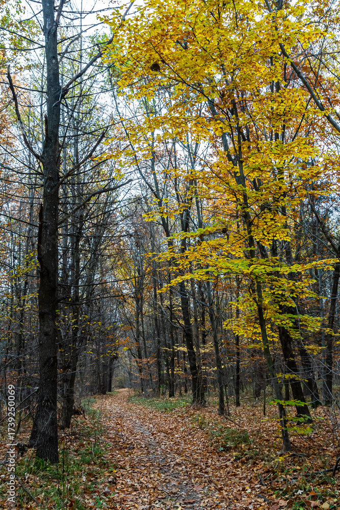 Obraz premium Autumn trail winding through a forest with vibrant yellow leaves against a cloudy sky