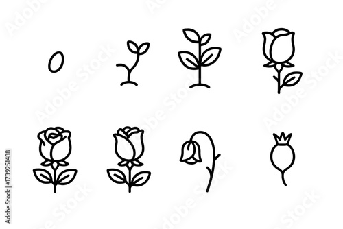 Rose Growth Stages. Outline icon set of rose growth stages: seed, sprout, young plant, budding rose, blooming rose, wilting rose, dried rose, rose seed pod.